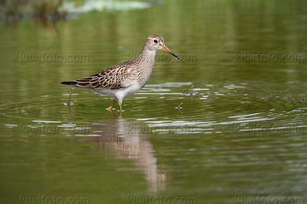 Pectoral Sandpiper Photo @ Kiwifoto.com