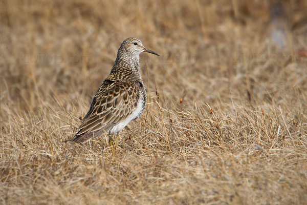 Pectoral Sandpiper