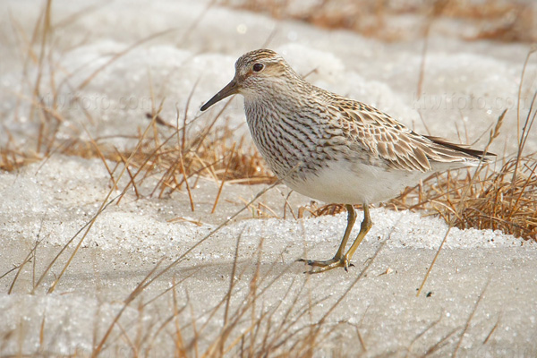 Pectoral Sandpiper