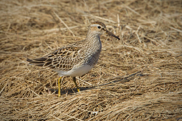 Pectoral Sandpiper