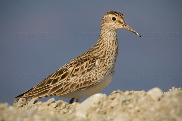 Pectoral Sandpiper Photo @ Kiwifoto.com