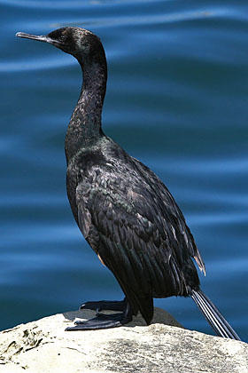Pelagic Cormorant Image @ Kiwifoto.com