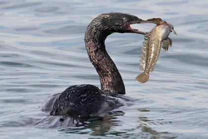 Pelagic Cormorant Image @ Kiwifoto.com