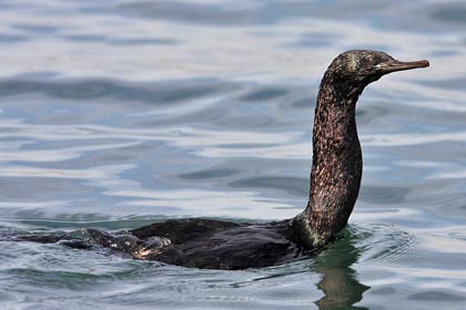 Pelagic Cormorant Photo @ Kiwifoto.com