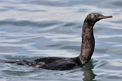 Pelagic Cormorant Image @ Kiwifoto.com