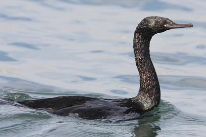 Pelagic Cormorant Image @ Kiwifoto.com