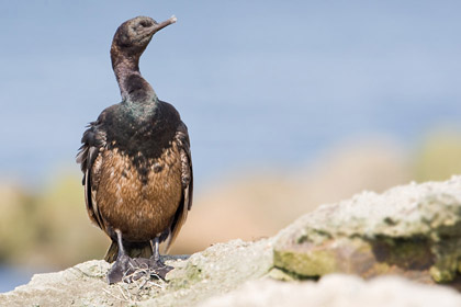 Pelagic Cormorant Photo @ Kiwifoto.com