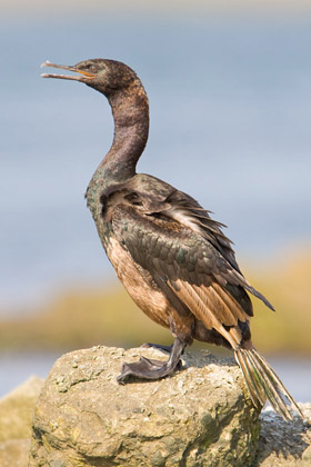 Pelagic Cormorant Image @ Kiwifoto.com