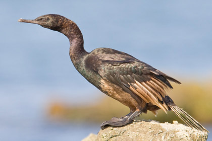 Pelagic Cormorant Image @ Kiwifoto.com