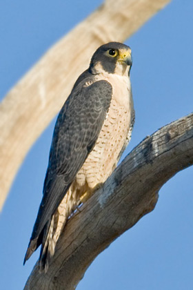 Peregrine Falcon Picture @ Kiwifoto.com