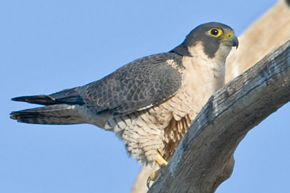 Peregrine Falcon Image @ Kiwifoto.com