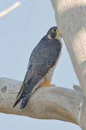 Peregrine Falcon Picture @ Kiwifoto.com