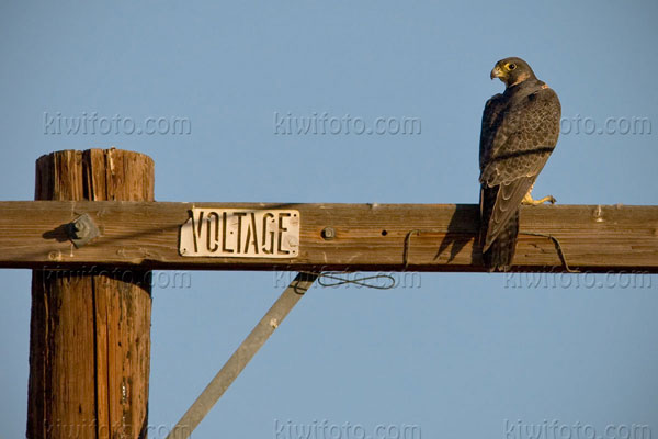 Peregrine Falcon Image @ Kiwifoto.com