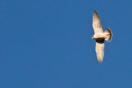 Peregrine Falcon