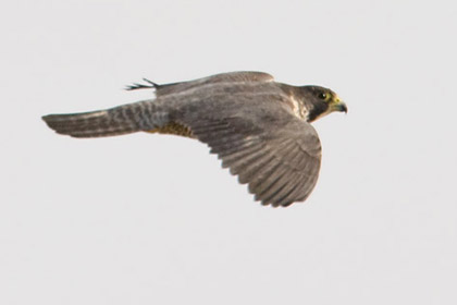 Peregrine Falcon Picture @ Kiwifoto.com