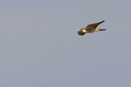 Peregrine Falcon