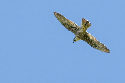 Peregrine Falcon Picture @ Kiwifoto.com