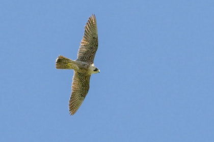 Peregrine Falcon Image @ Kiwifoto.com