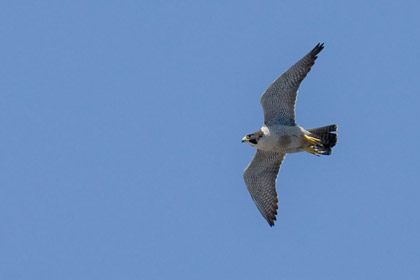 Peregrine Falcon Photo @ Kiwifoto.com