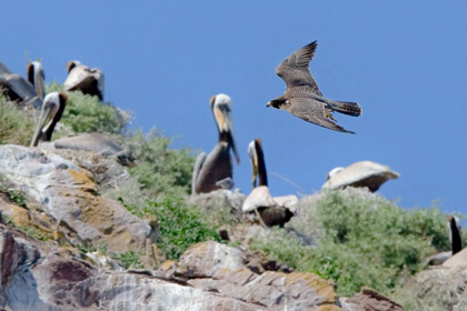 Peregrine Falcon