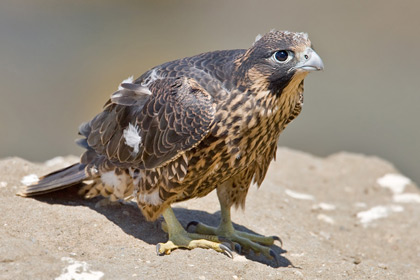 Peregrine Falcon Image @ Kiwifoto.com