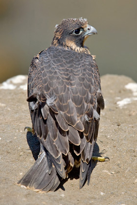 Peregrine Falcon Picture @ Kiwifoto.com