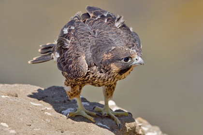 Peregrine Falcon Photo @ Kiwifoto.com