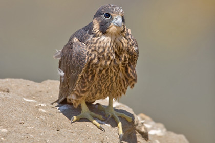 Peregrine Falcon Picture @ Kiwifoto.com