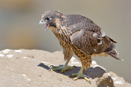 Peregrine Falcon Picture @ Kiwifoto.com