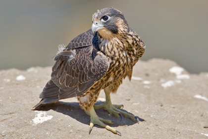 Peregrine Falcon Picture @ Kiwifoto.com