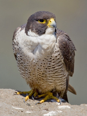 Peregrine Falcon Image @ Kiwifoto.com