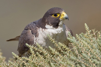 Peregrine Falcon Image @ Kiwifoto.com