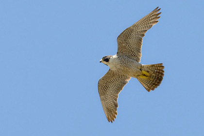 Peregrine Falcon Photo @ Kiwifoto.com