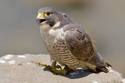 Peregrine Falcon Picture @ Kiwifoto.com