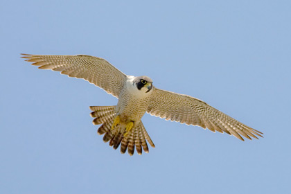 Peregrine Falcon Image @ Kiwifoto.com