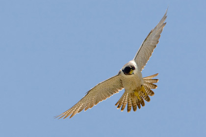 Peregrine Falcon Image @ Kiwifoto.com