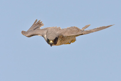 Peregrine Falcon Image @ Kiwifoto.com