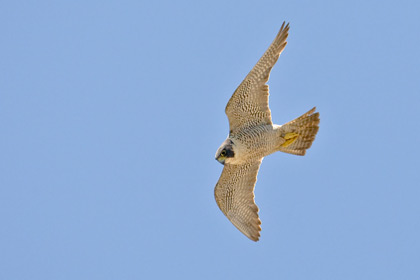 Peregrine Falcon Photo @ Kiwifoto.com