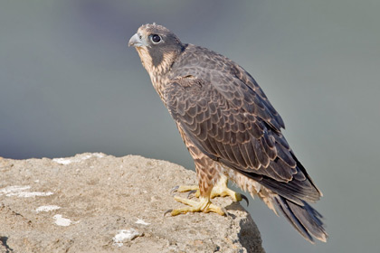 Peregrine Falcon Picture @ Kiwifoto.com