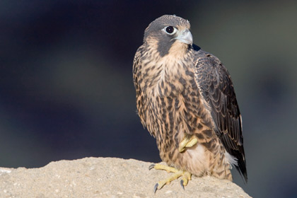 Peregrine Falcon Image @ Kiwifoto.com