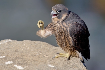 Peregrine Falcon Photo @ Kiwifoto.com