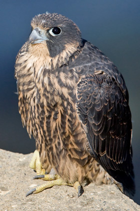 Peregrine Falcon Image @ Kiwifoto.com