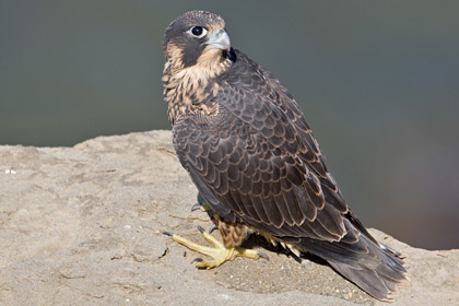 Peregrine Falcon Image @ Kiwifoto.com