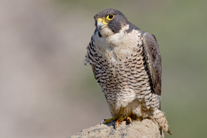 Peregrine Falcon Picture @ Kiwifoto.com