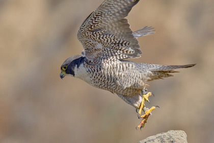 Peregrine Falcon Picture @ Kiwifoto.com