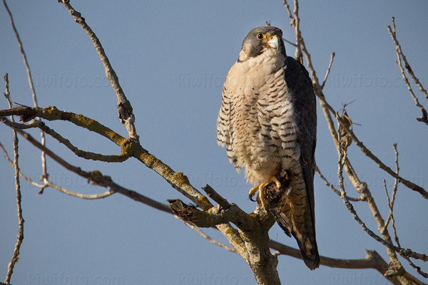 Peregrine Falcon Photo @ Kiwifoto.com