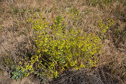 Petty Spurge Image @ Kiwifoto.com