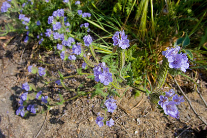 Phacelia Picture @ Kiwifoto.com
