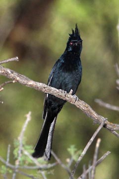 Phainopepla Picture @ Kiwifoto.com