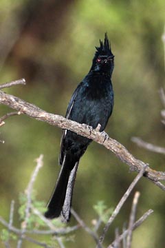 Phainopepla Photo @ Kiwifoto.com